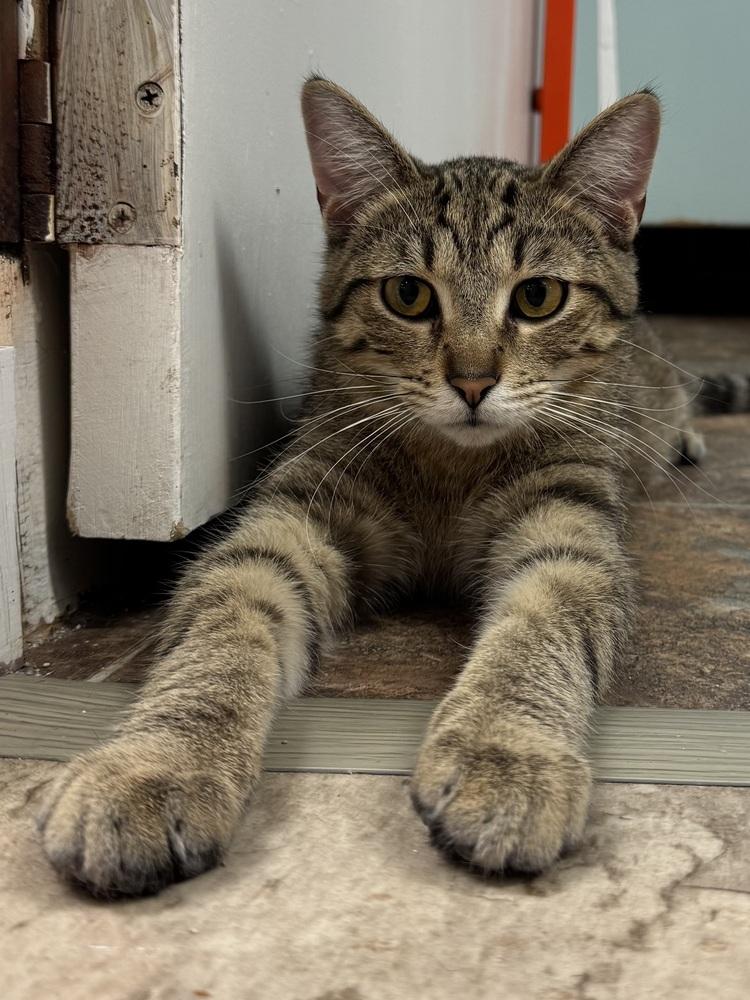 Reaper, a Adoptable mixed breed in Papillion, NE image 2/2