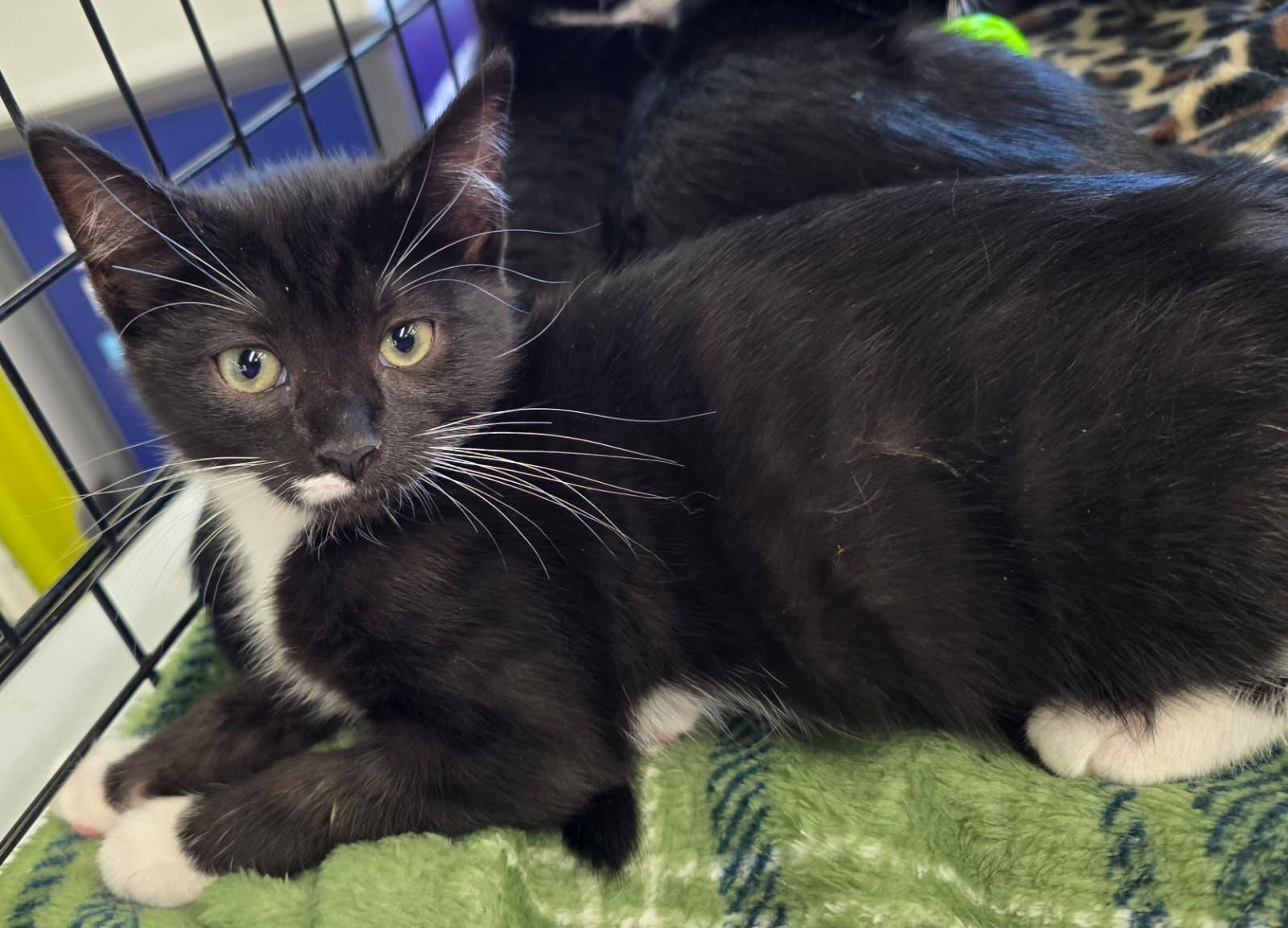 Cirie, an adopted Domestic Short Hair in Nottingham, MD image 3/4