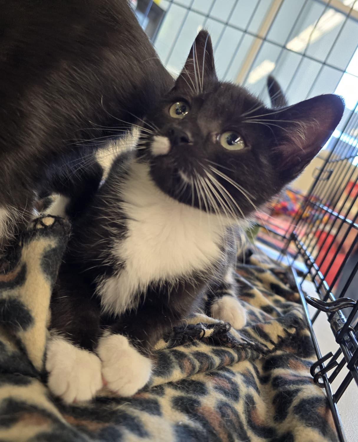 Cirie, an adopted Domestic Short Hair in Nottingham, MD image 4/4