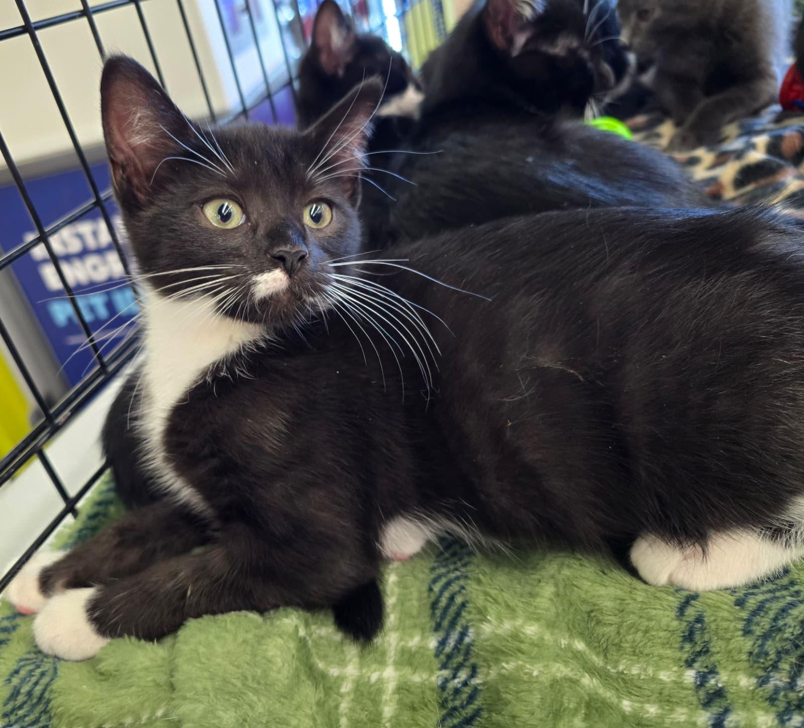 Cirie, an adopted Domestic Short Hair in Nottingham, MD image 2/4