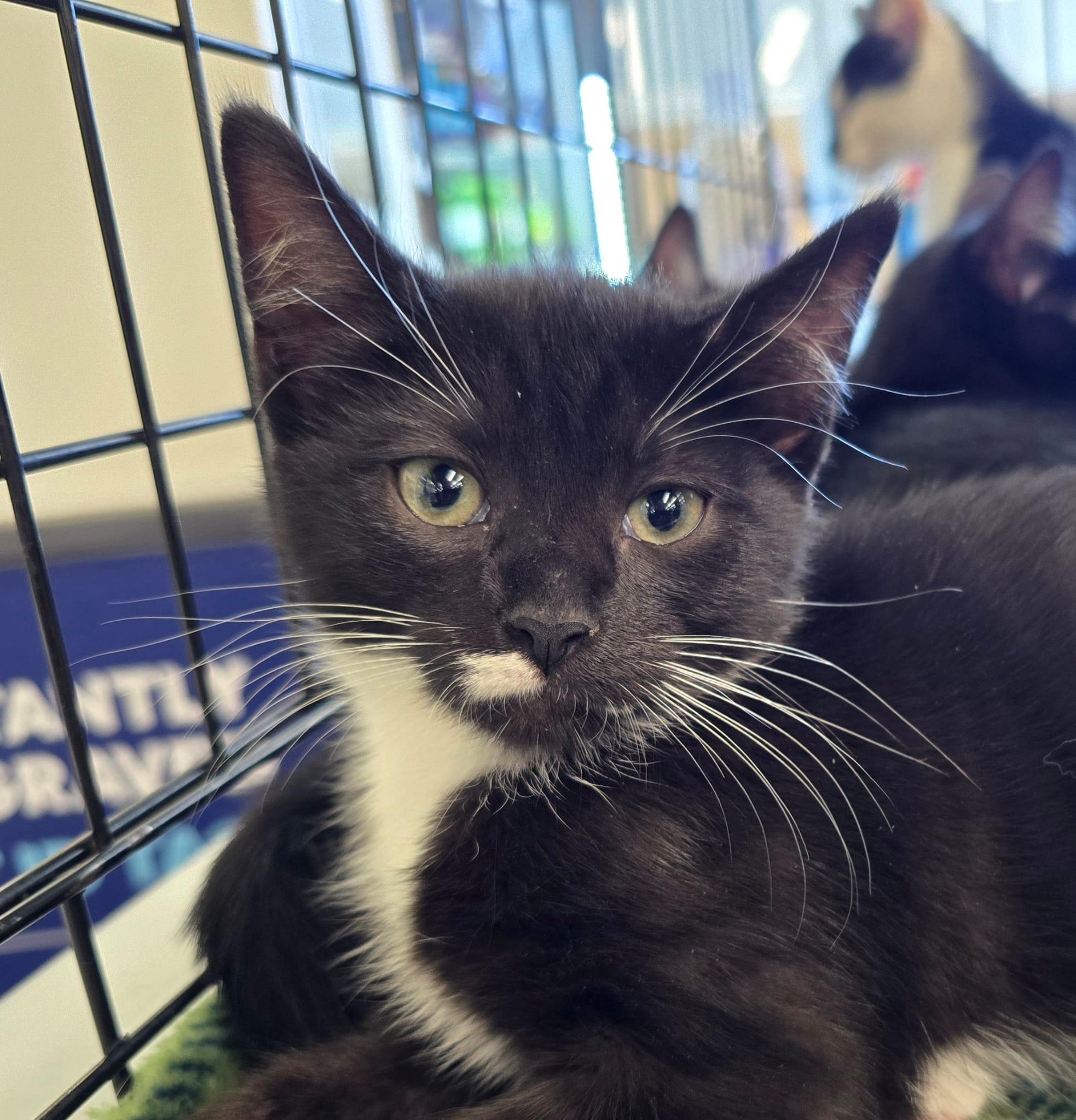 Cirie, an adopted Domestic Short Hair in Nottingham, MD image 1/4