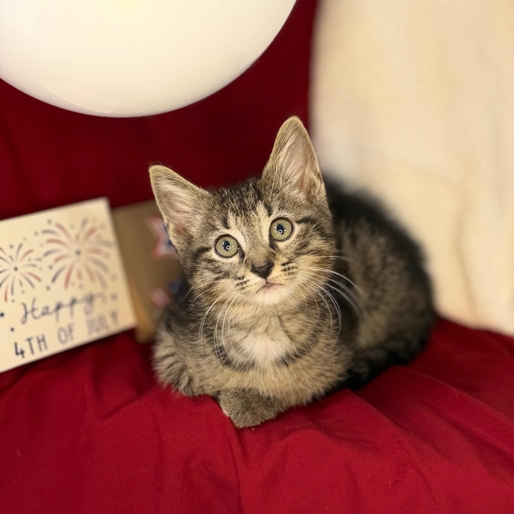 O'Malley, a Adoptable Domestic Short Hair in Mount Vernon, IL image 1/6