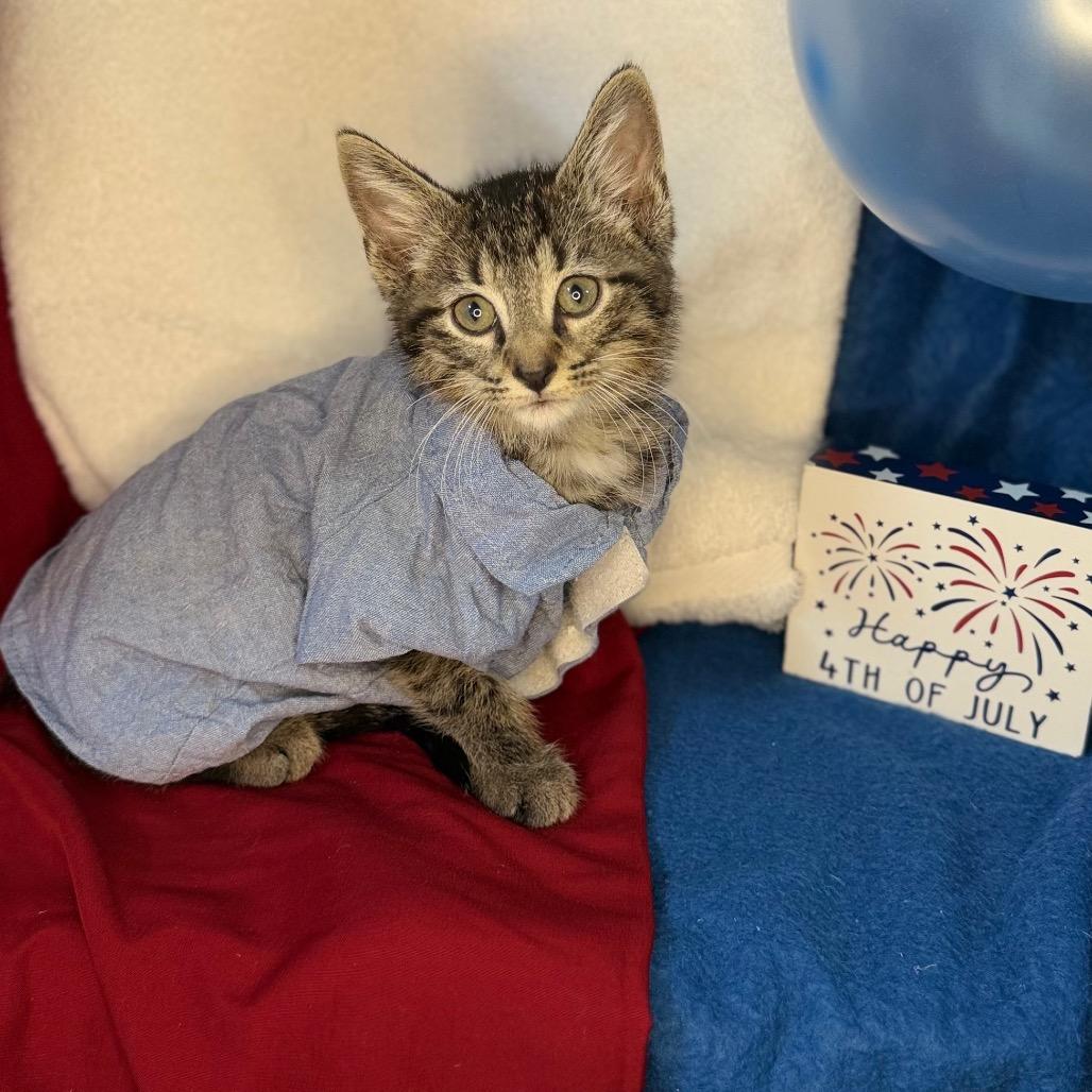 O'Malley, a Adoptable Domestic Short Hair in Mount Vernon, IL image 2/6