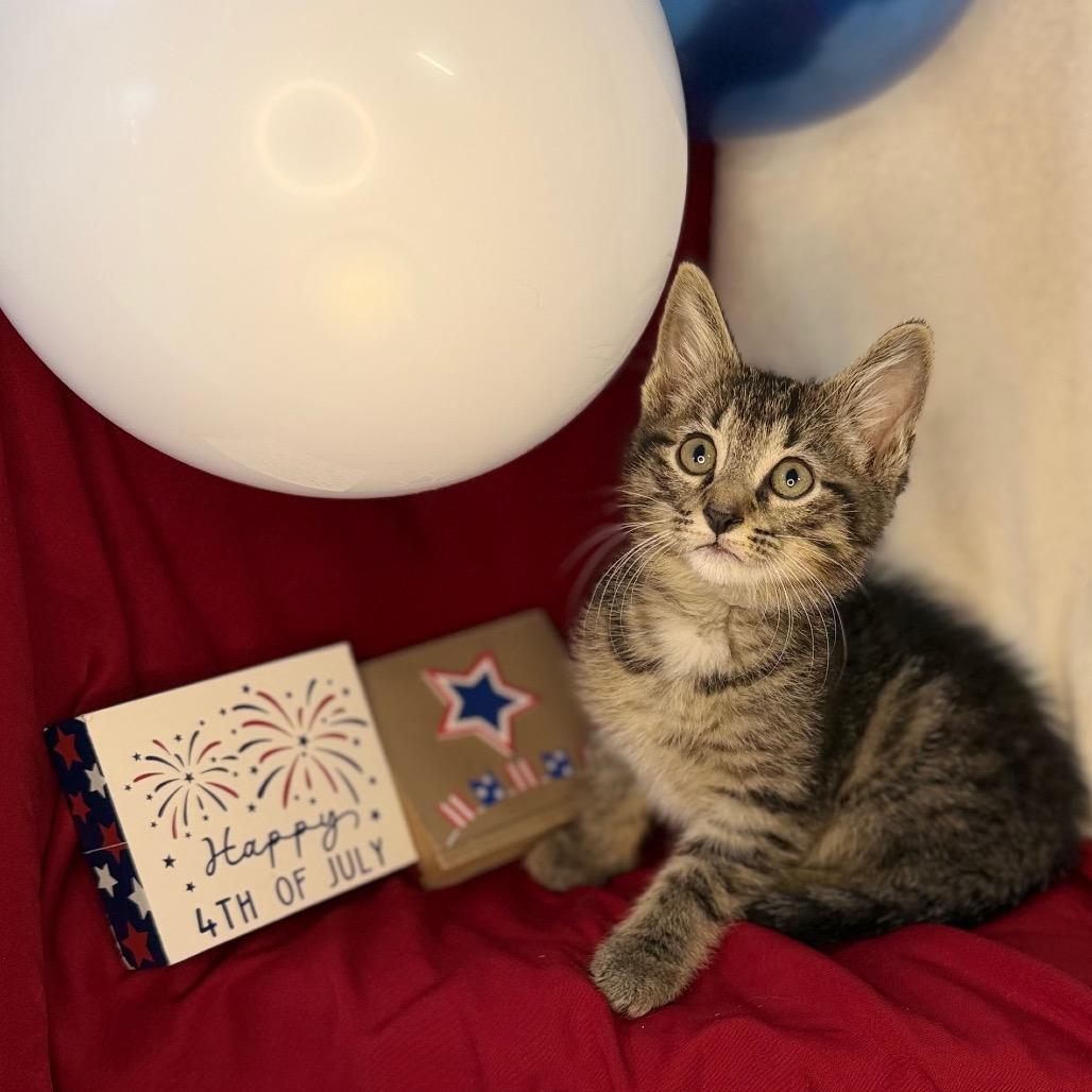 O'Malley, a Adoptable Domestic Short Hair in Mount Vernon, IL image 3/6