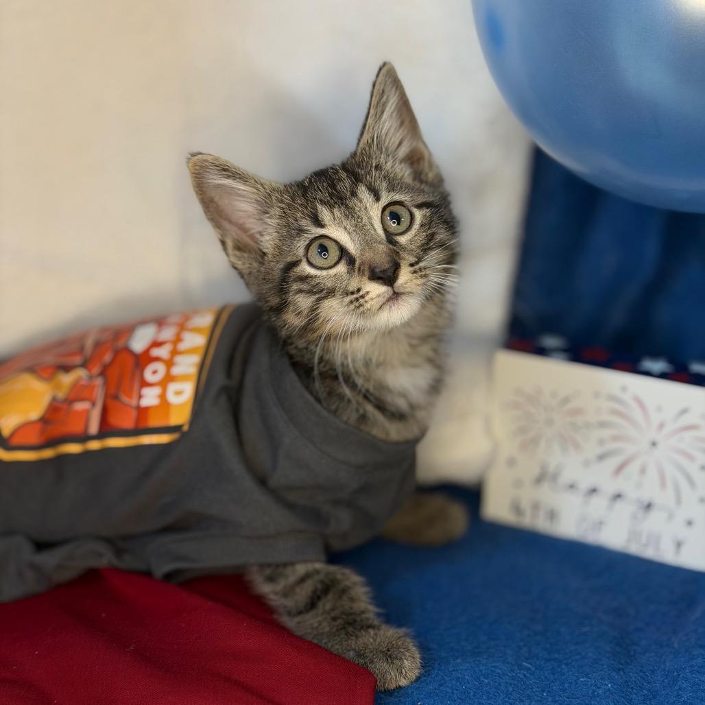 O'Malley, a Adoptable Domestic Short Hair in Mount Vernon, IL image 5/6