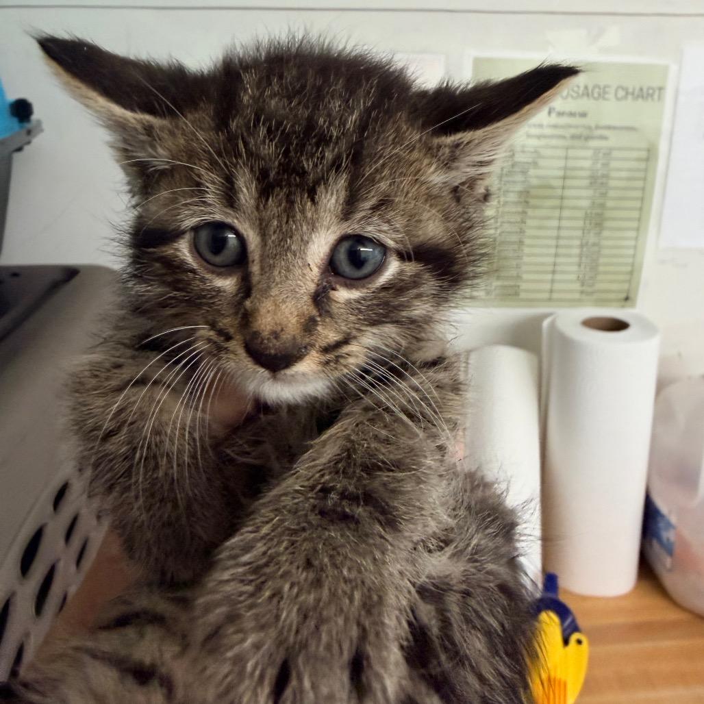 O'Malley, a Adoptable Domestic Short Hair in Mount Vernon, IL image 6/6