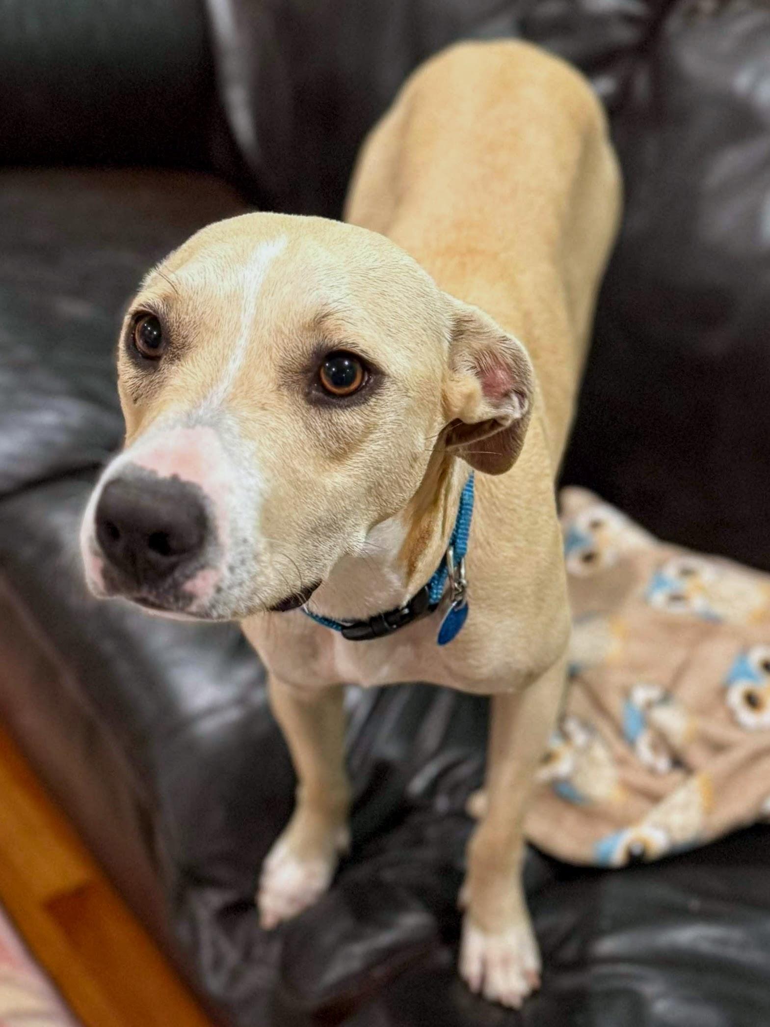Princess Donut, an adoptable Yellow Labrador Retriever, Whippet in Athens, GA, 30602 | Photo Image 4