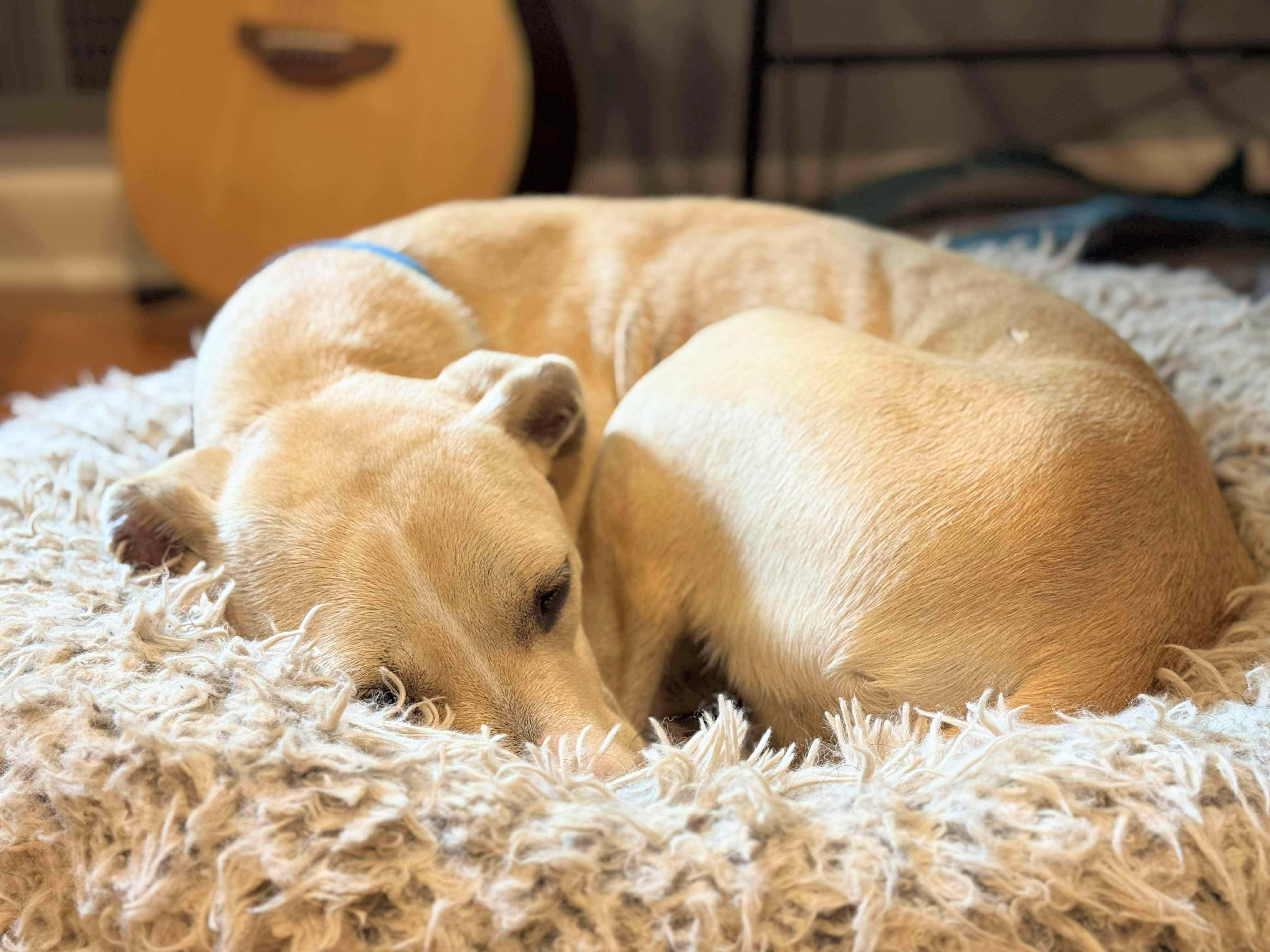 Enlarge Princess Donut, a Adoptable mixed breed in Athens, GA image 3/6