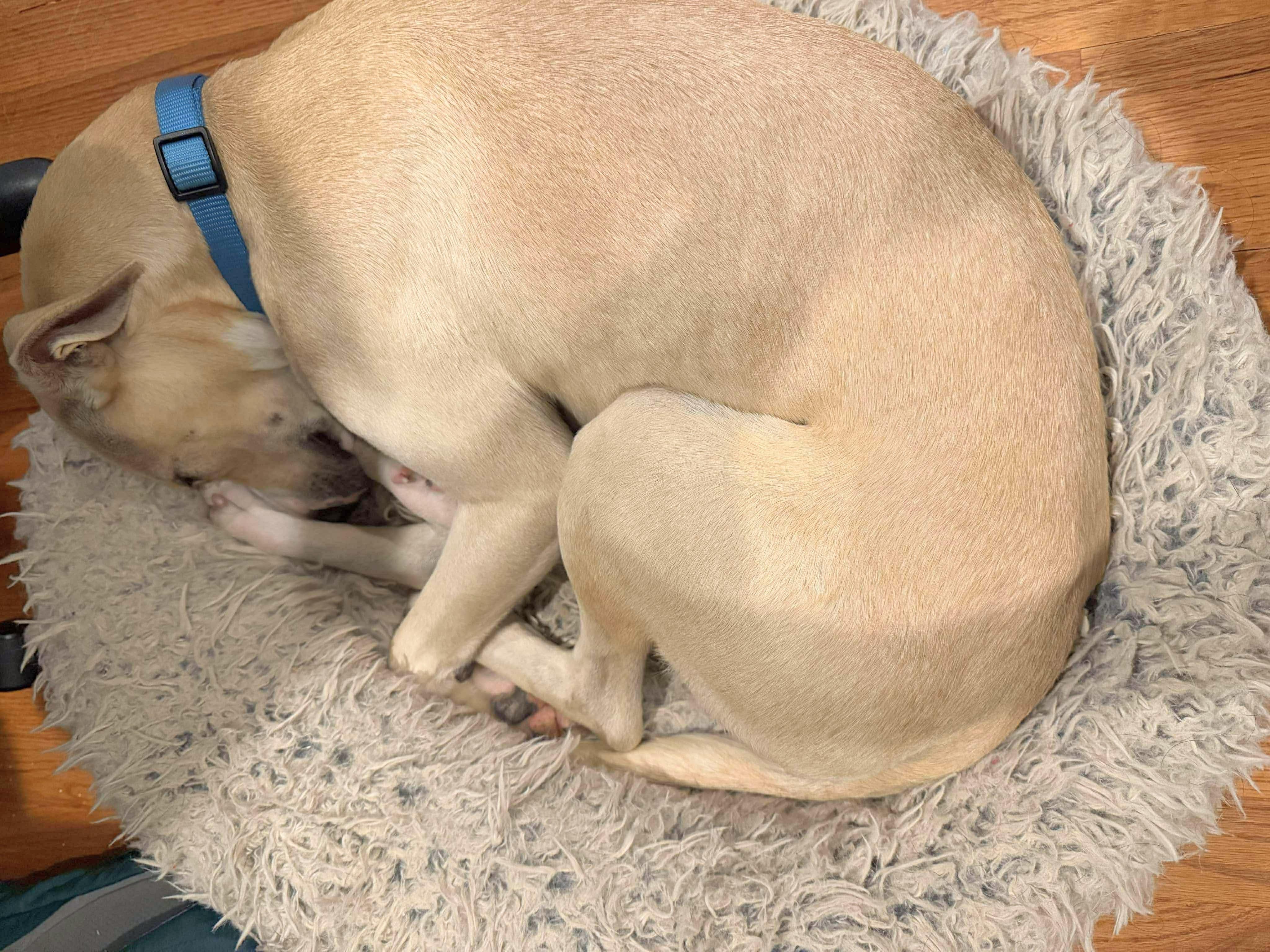 Princess Donut, an adoptable Yellow Labrador Retriever, Whippet in Athens, GA, 30602 | Photo Image 5