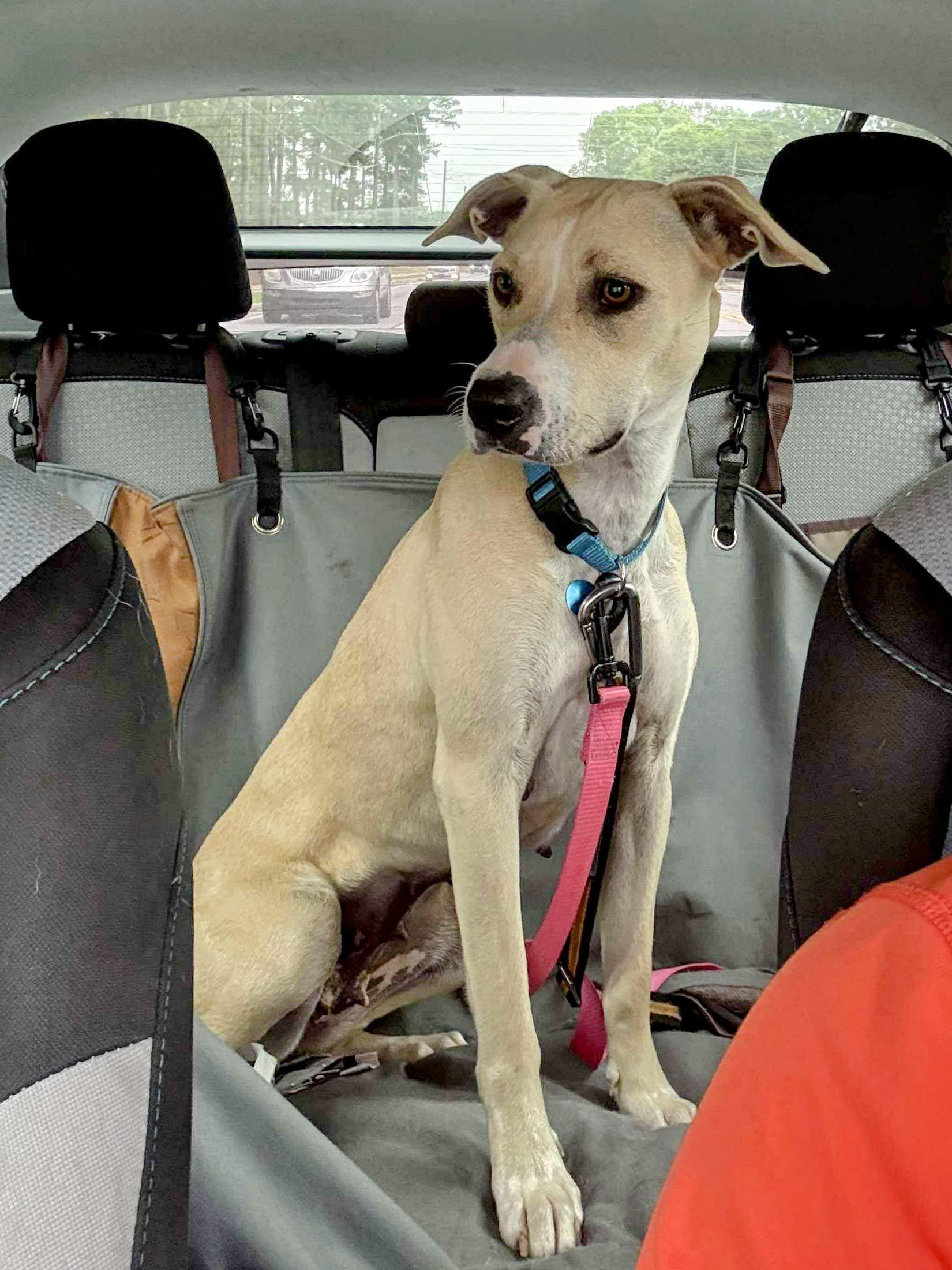 Princess Donut, an adoptable Yellow Labrador Retriever, Whippet in Athens, GA, 30602 | Photo Image 6