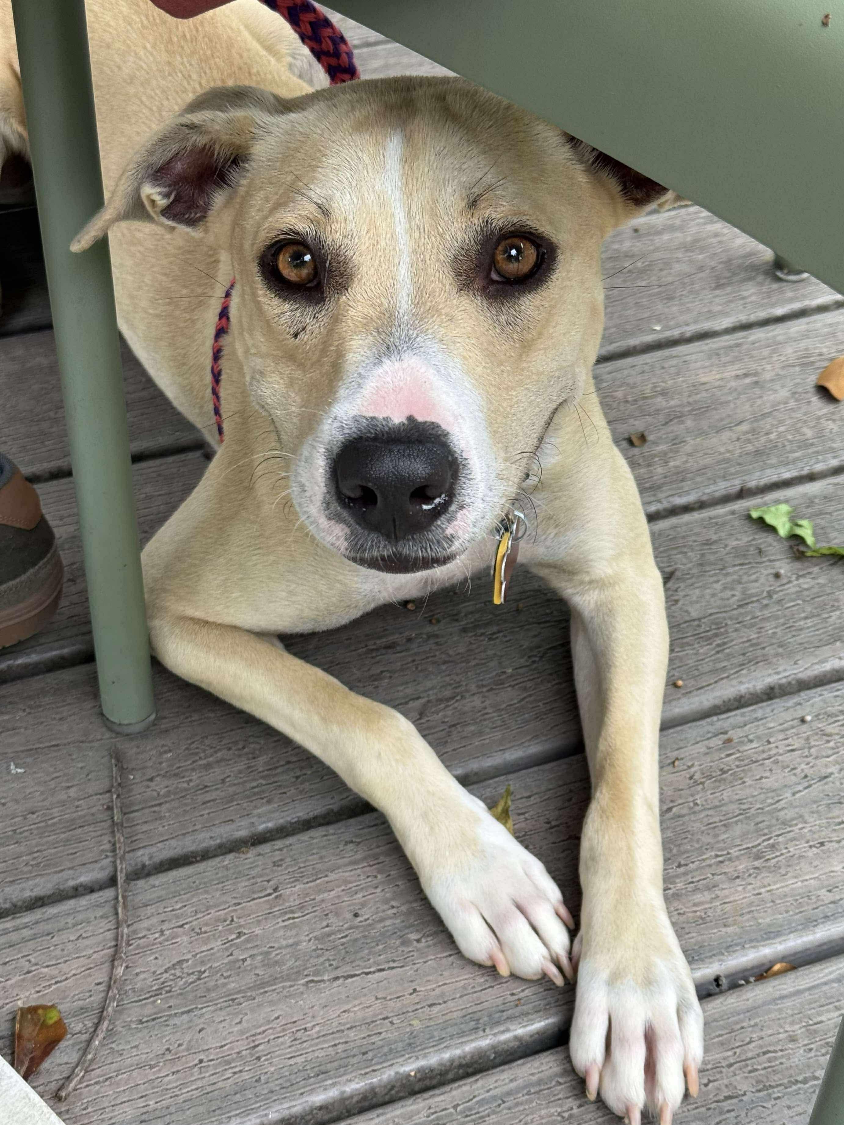 Enlarge Princess Donut, a Adoptable mixed breed in Athens, GA image 1/6