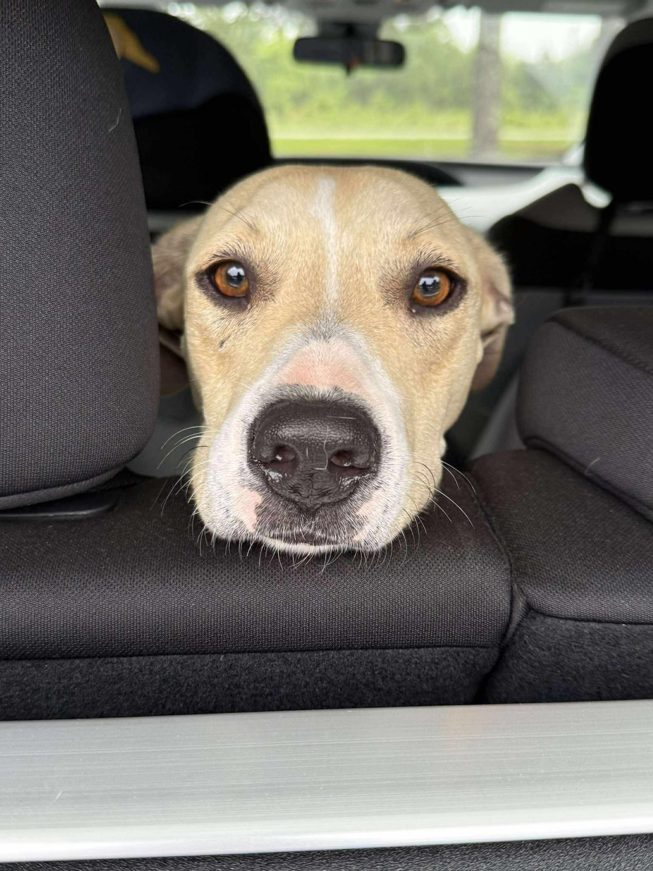 Princess Donut, an adoptable Yellow Labrador Retriever, Whippet in Athens, GA, 30602 | Photo Image 1