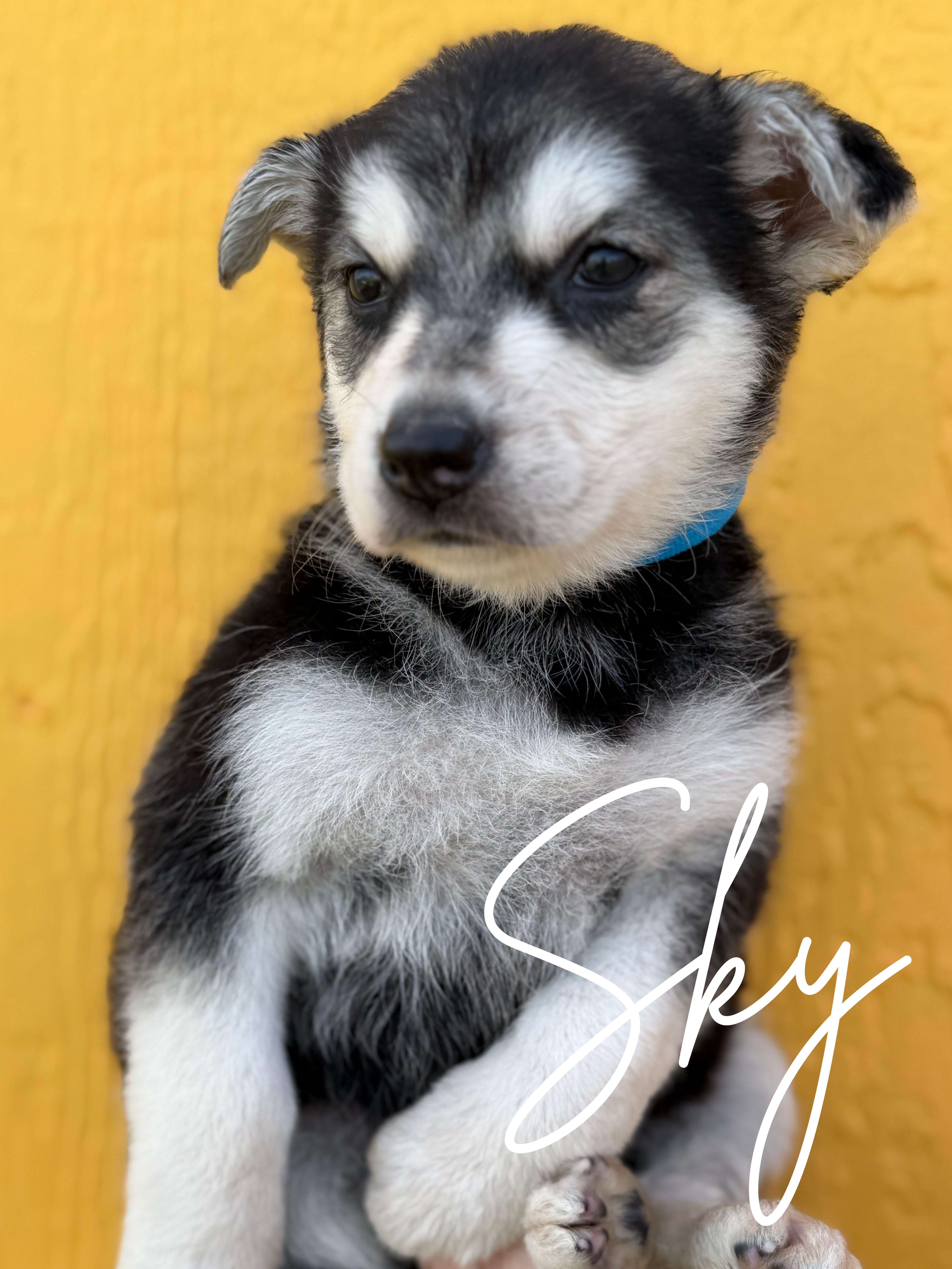 Sky, ADOPTABLE, Puppy Female Siberian Husky & German Shepherd Dog.