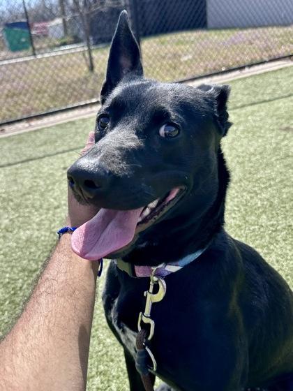 Bonnie, Adoptable, Adult Female Mixed Breed & Mixed Breed.