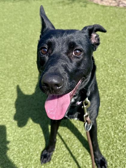 Enlarge Bonnie, a Adoptable mixed breed in Wichita, KS image 2/3