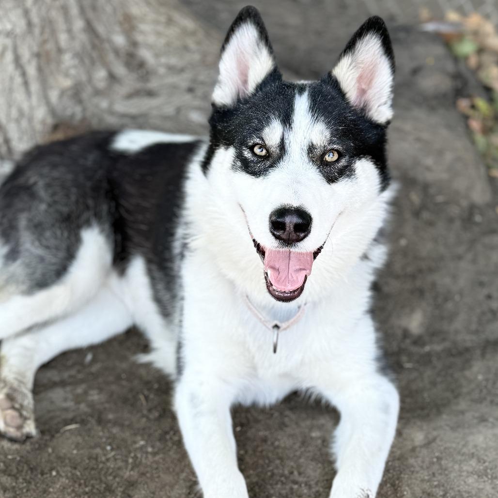 Gwen, a Adoptable mixed breed in Fresno, CA image 1/6