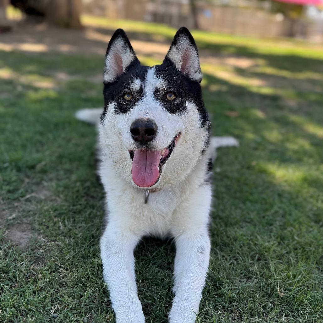 Gwen, a Adoptable mixed breed in Fresno, CA image 2/6