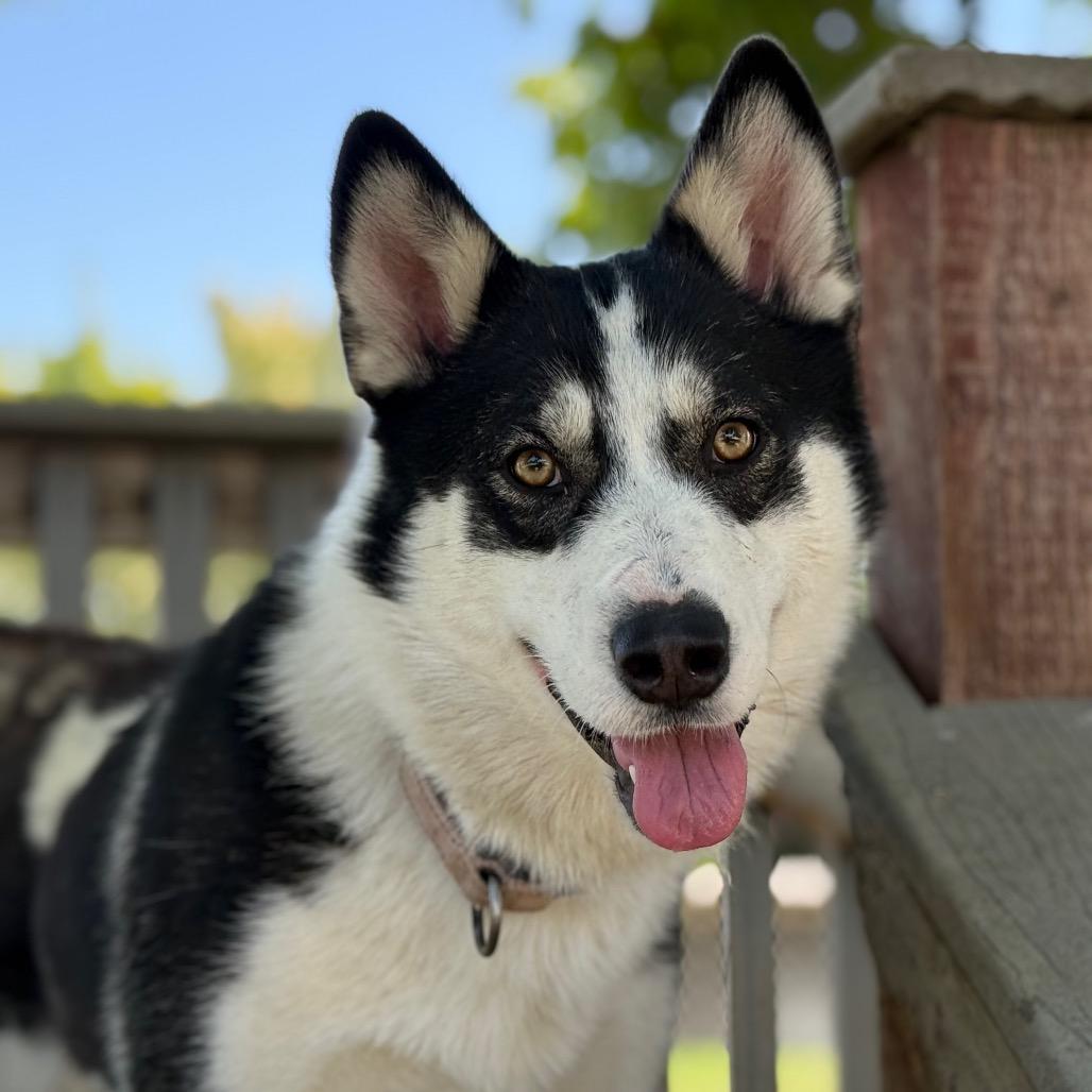 Gwen, a Adoptable mixed breed in Fresno, CA image 4/6