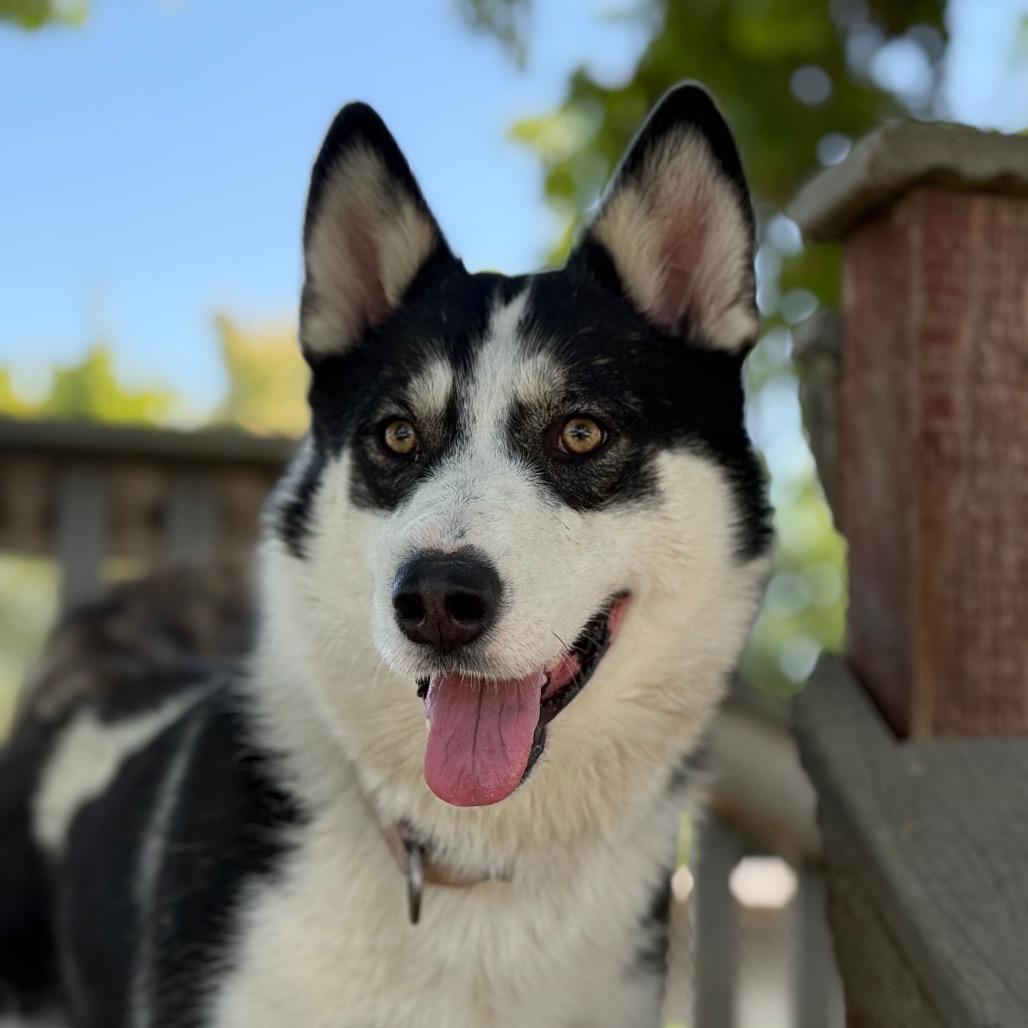 Gwen, a Adoptable mixed breed in Fresno, CA image 5/6