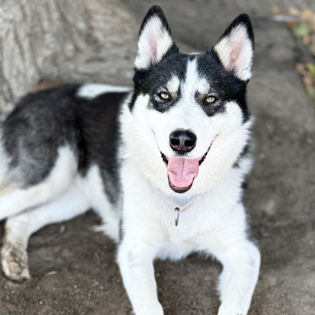 Gwen, a Adoptable mixed breed in Fresno, CA image 6/6