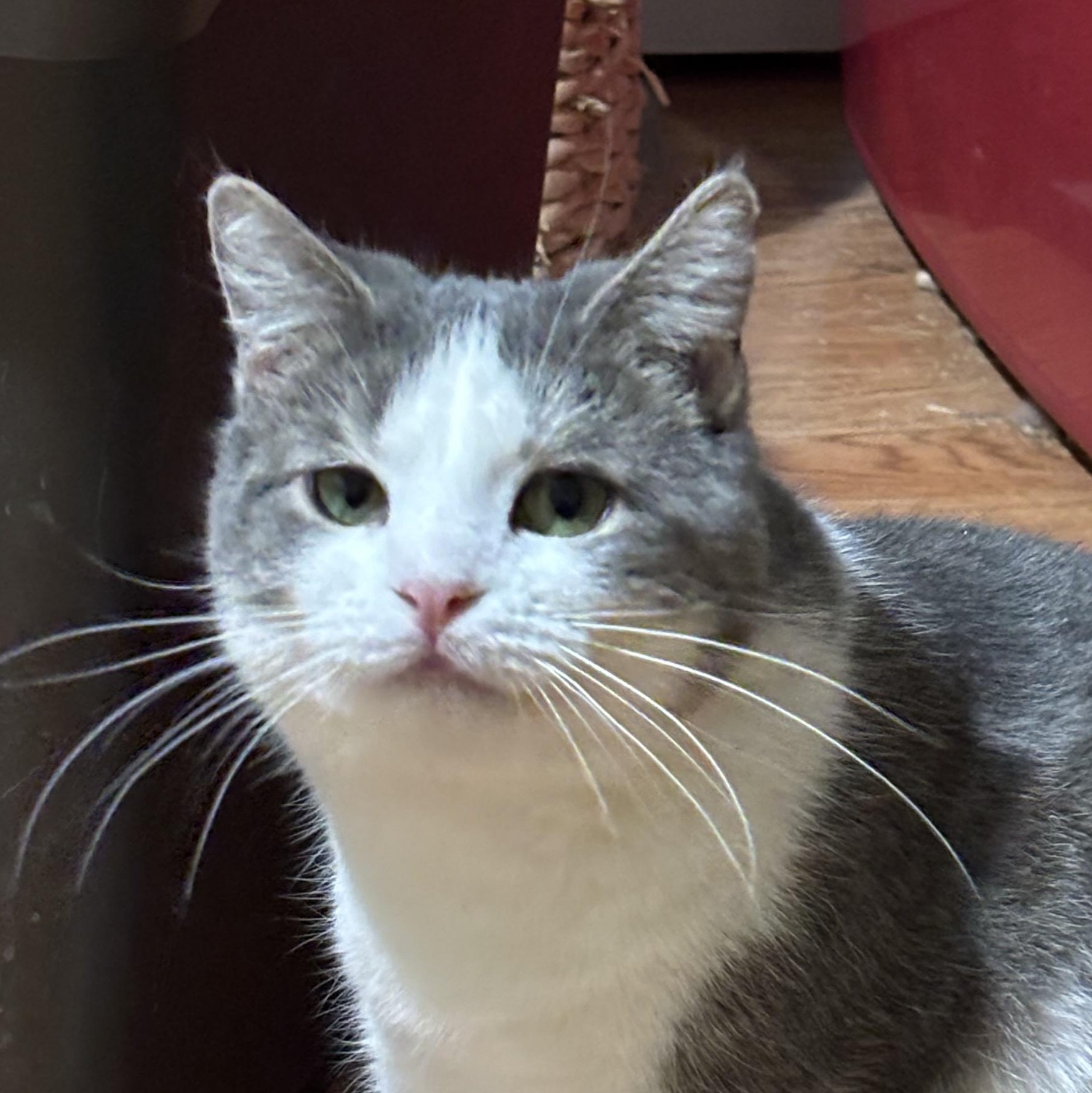 Enlarge Canoe, a ADOPTABLE Domestic Short Hair in Fair Haven, VT image 3/4