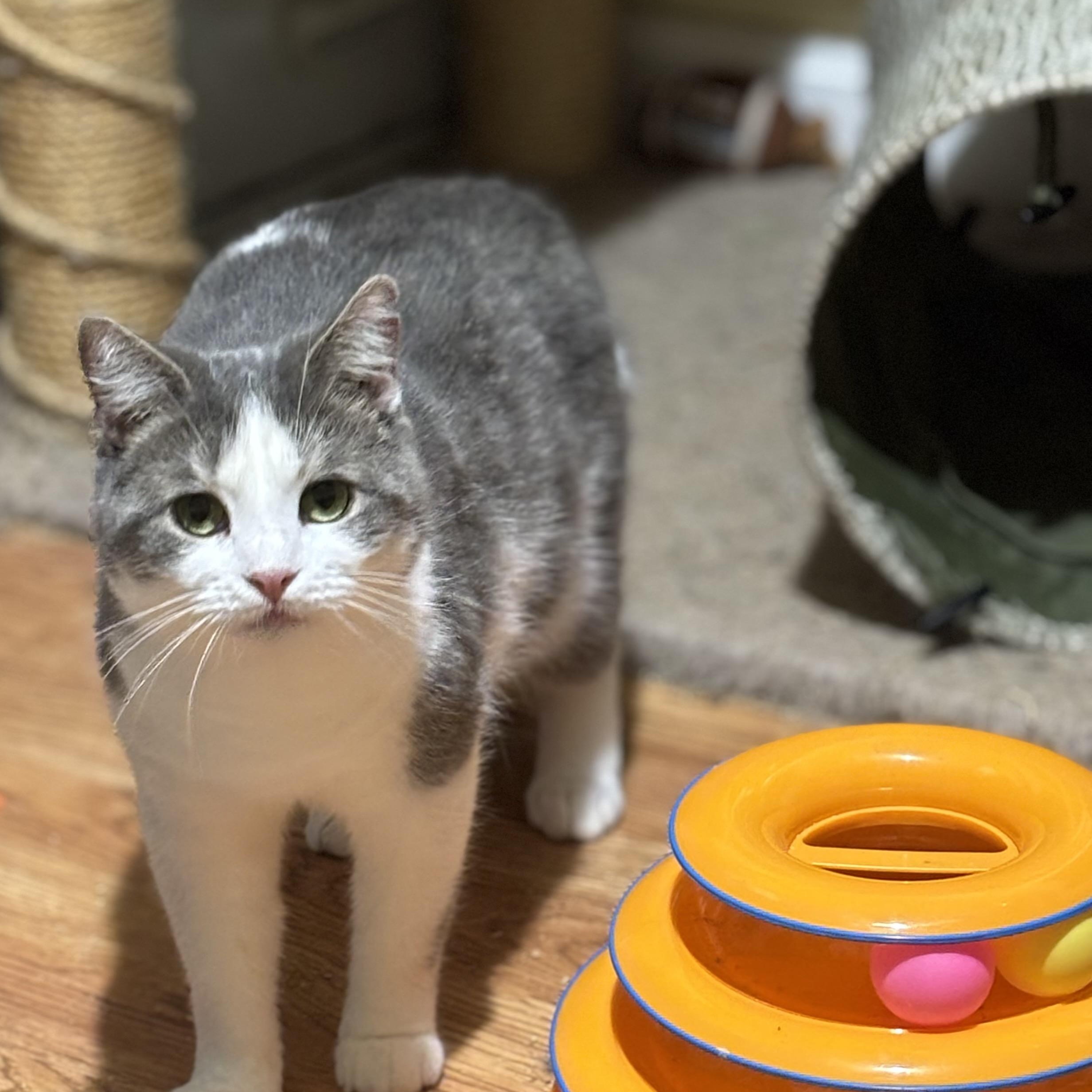 Enlarge Canoe, a ADOPTABLE Domestic Short Hair in Fair Haven, VT image 1/4