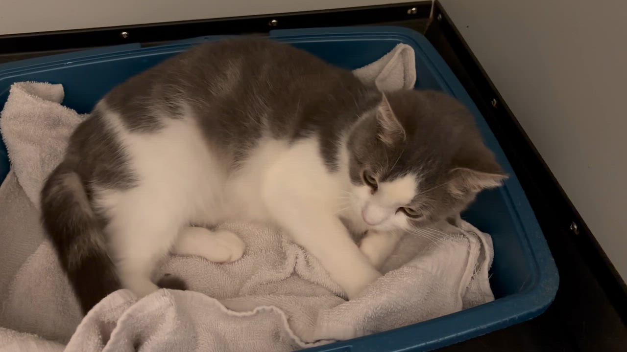 Enlarge Canoe, a ADOPTABLE Domestic Short Hair in Fair Haven, VT video 4/4