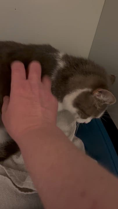 Enlarge Canoe, a ADOPTABLE Domestic Short Hair in Fair Haven, VT video 2/4