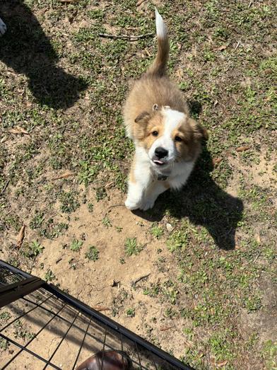 Artemis — thumbnail 3