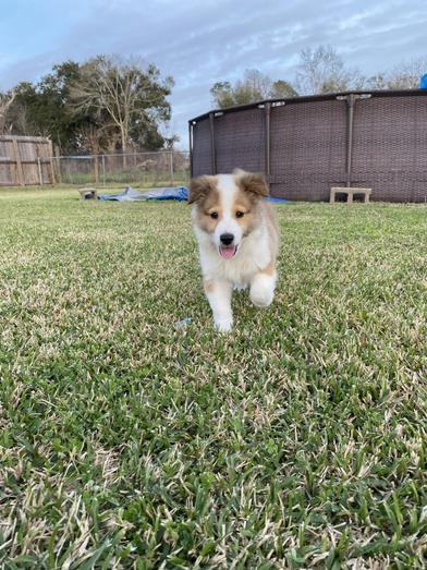 Artemis — thumbnail 4