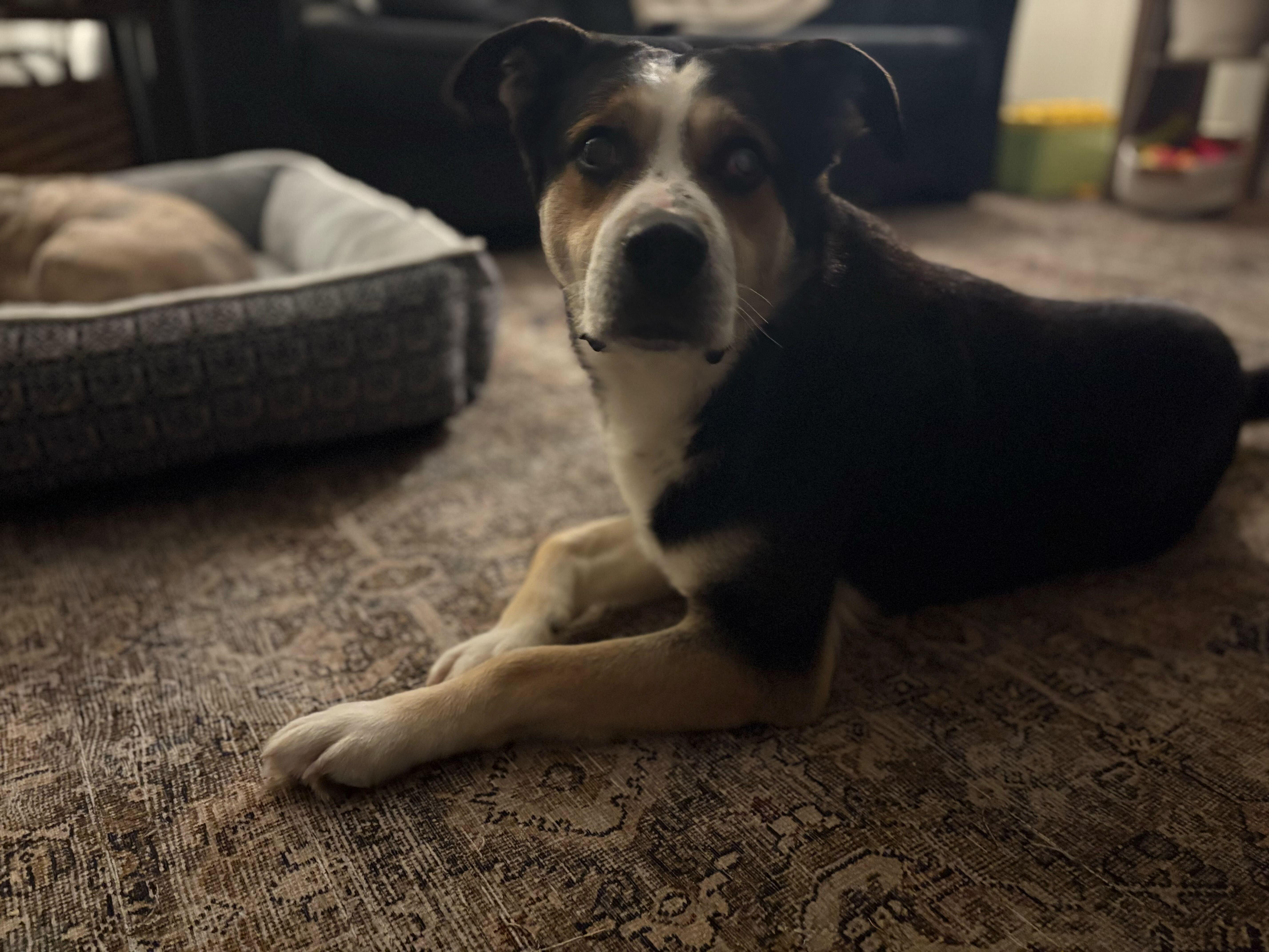 DJ, a Adoptable mixed breed in Lagrangeville, NY image 2/6