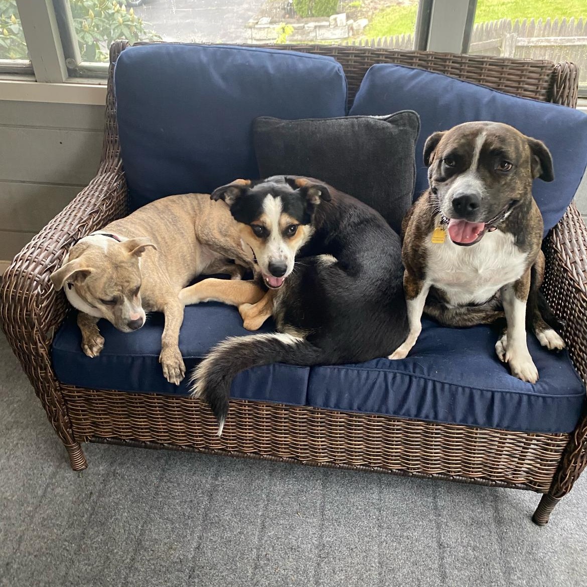 DJ, a Adoptable mixed breed in Lagrangeville, NY image 1/6