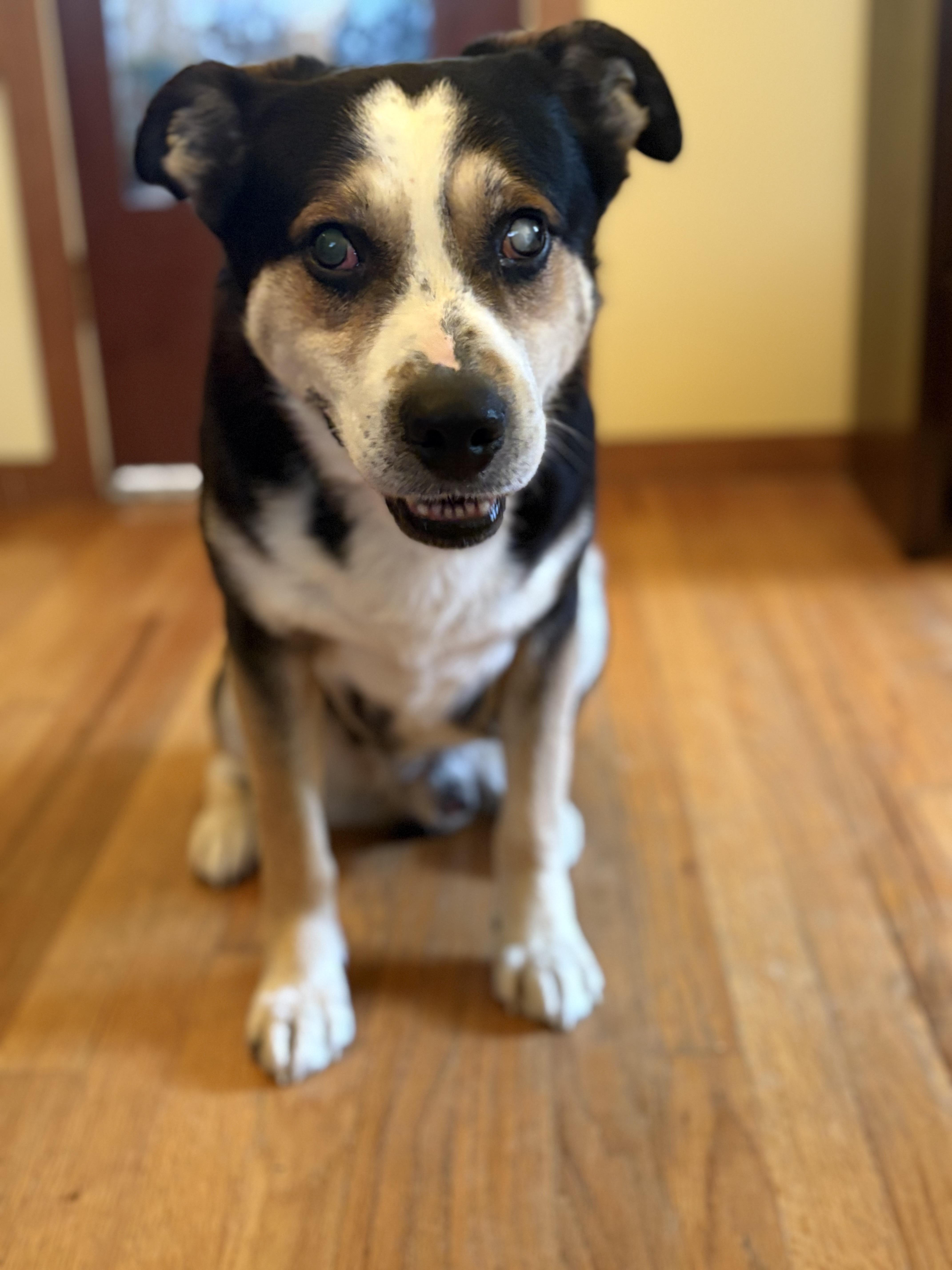 DJ, a Adoptable mixed breed in Lagrangeville, NY image 3/6