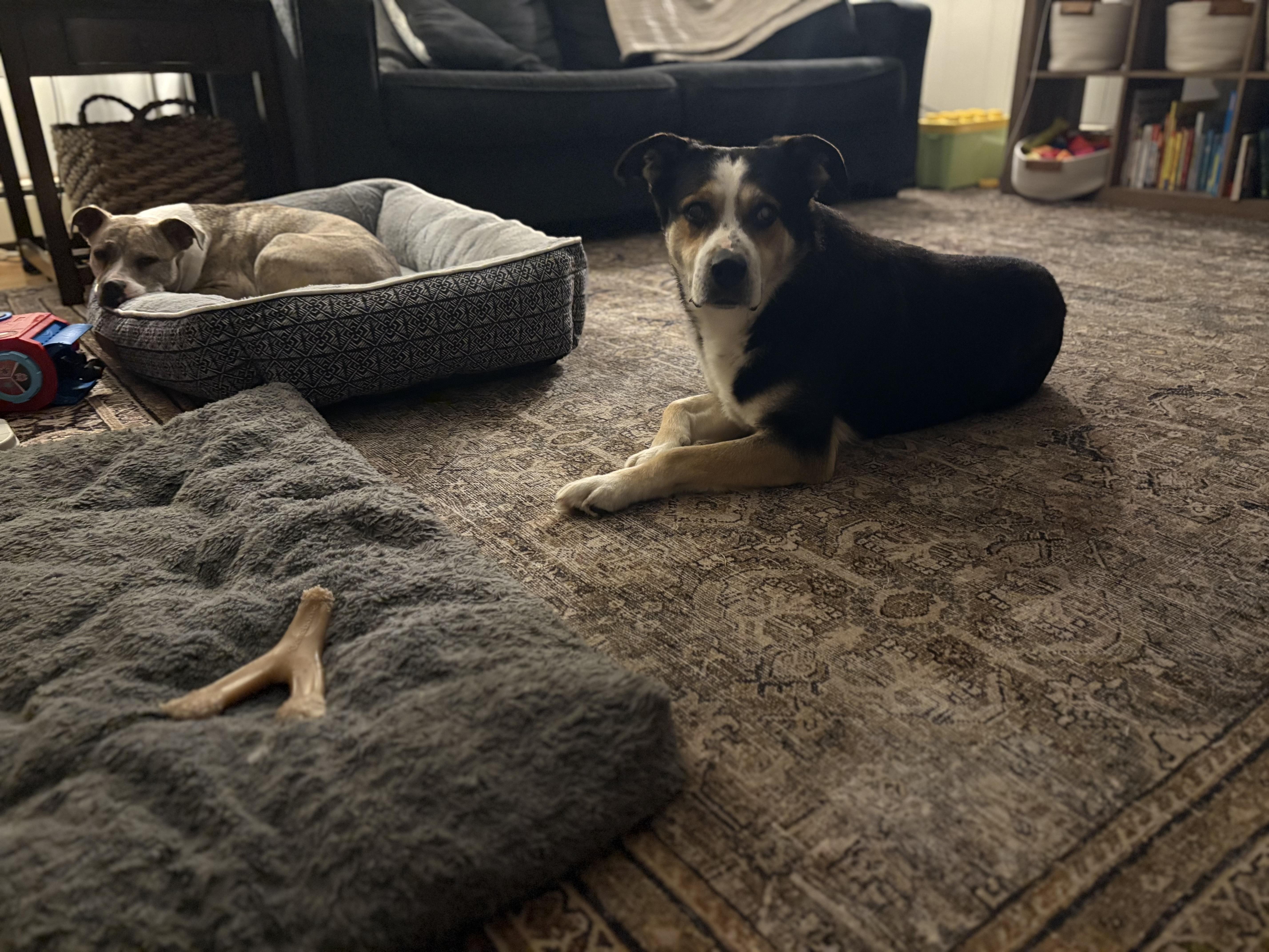 DJ, a Adoptable mixed breed in Lagrangeville, NY image 4/6