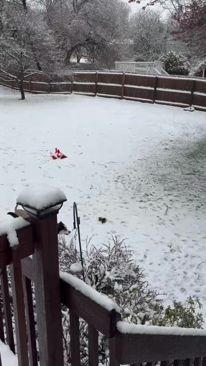 Enlarge DJ, a Adoptable mixed breed in Lagrangeville, NY video 5/6