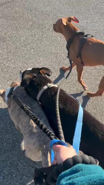 Enlarge DJ, a Adoptable mixed breed in Lagrangeville, NY video 6/6