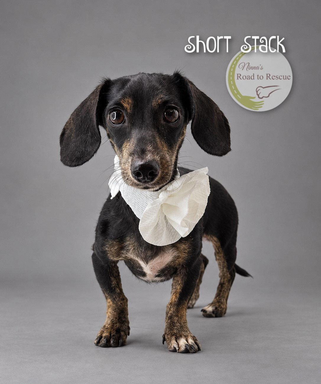 Short Stack, Adopted, Adult Female Dachshund.