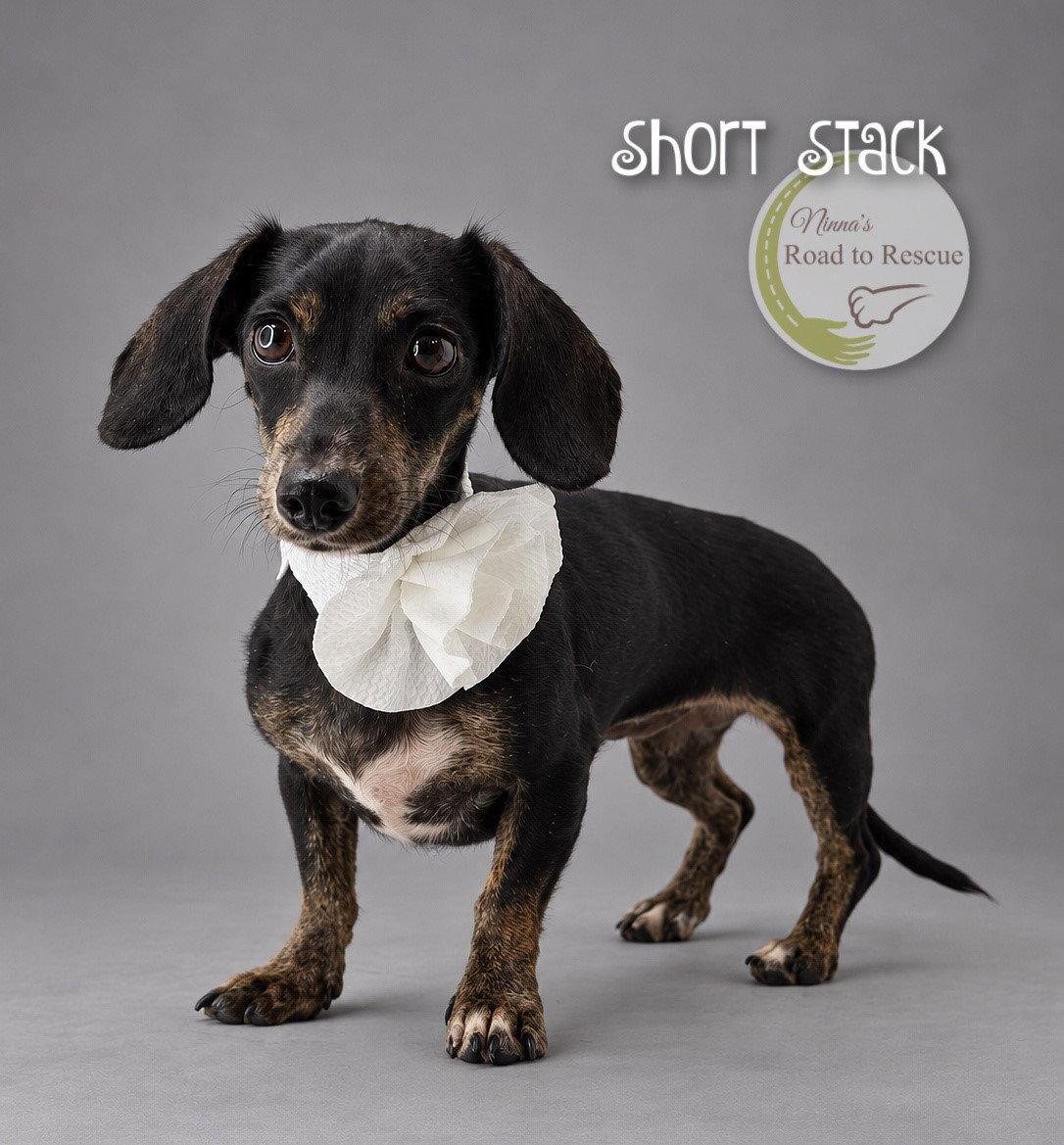 Enlarge Short Stack, a Adopted Dachshund in Benton, LA image 2/3