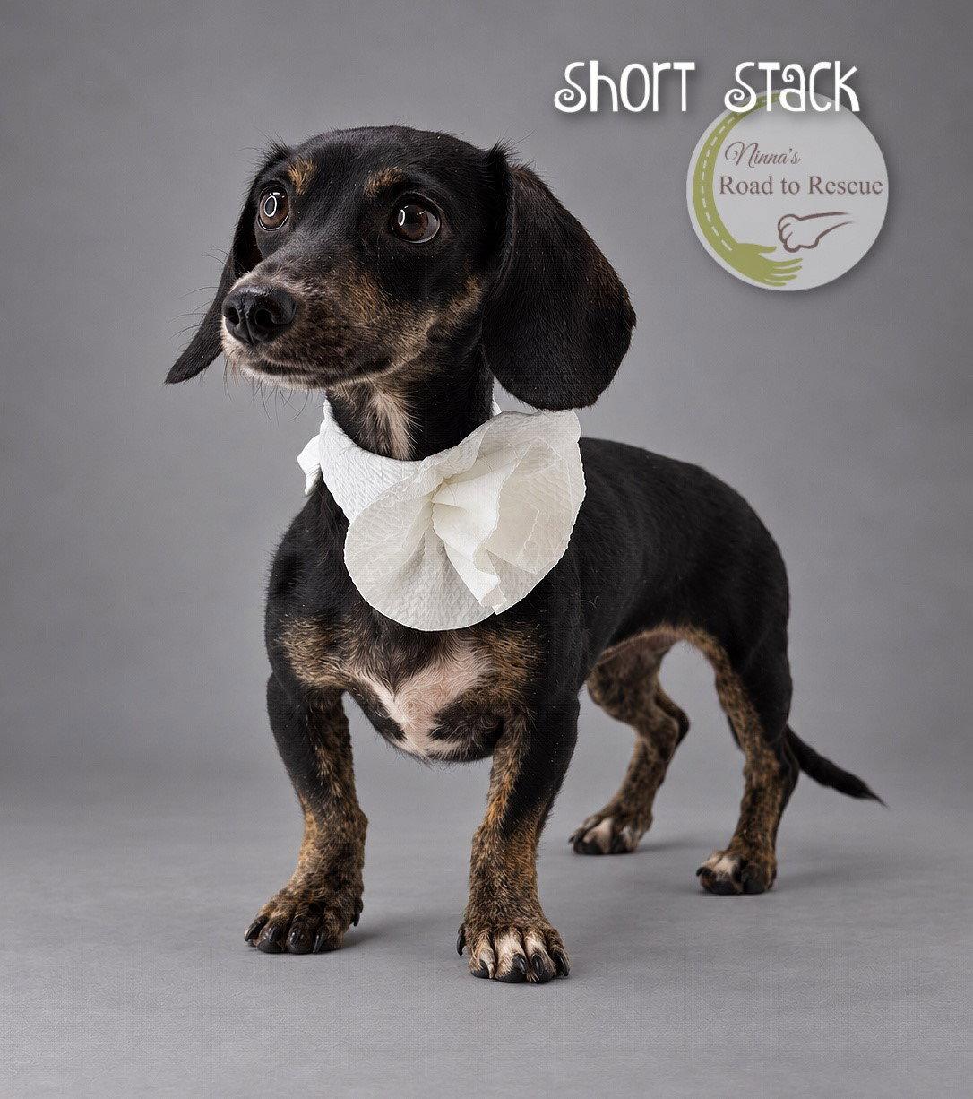 Enlarge Short Stack, a Adopted Dachshund in Benton, LA image 3/3