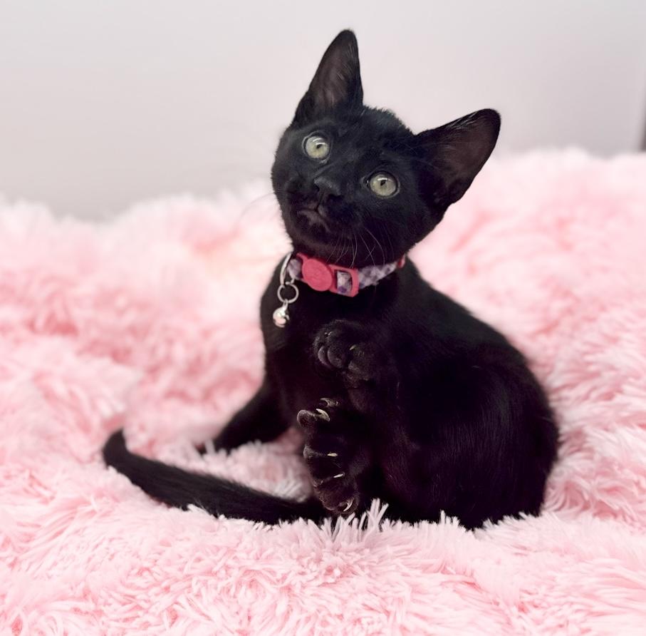 Enlarge Homeland Security , a Adoptable Domestic Short Hair in Covington, LA image 6/6