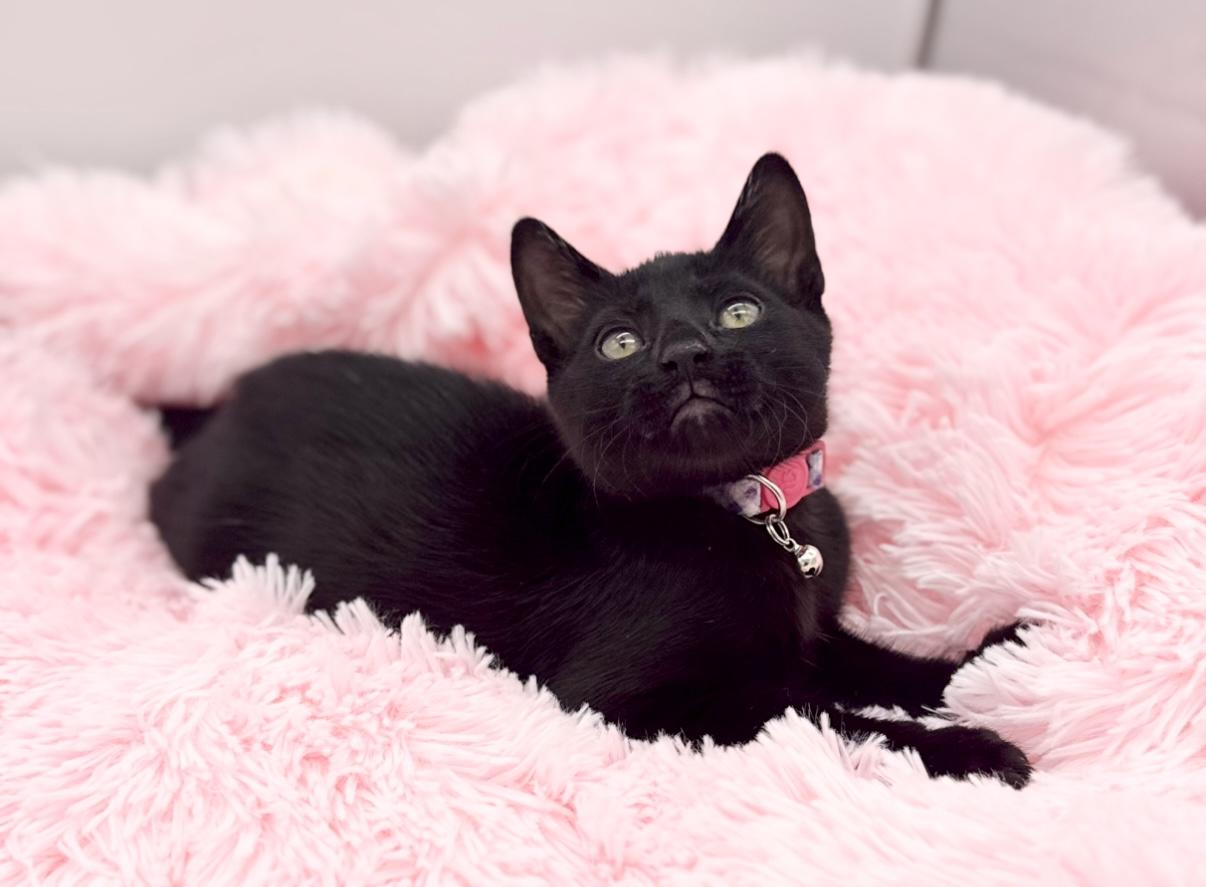 Enlarge Homeland Security , a Adoptable Domestic Short Hair in Covington, LA image 5/6