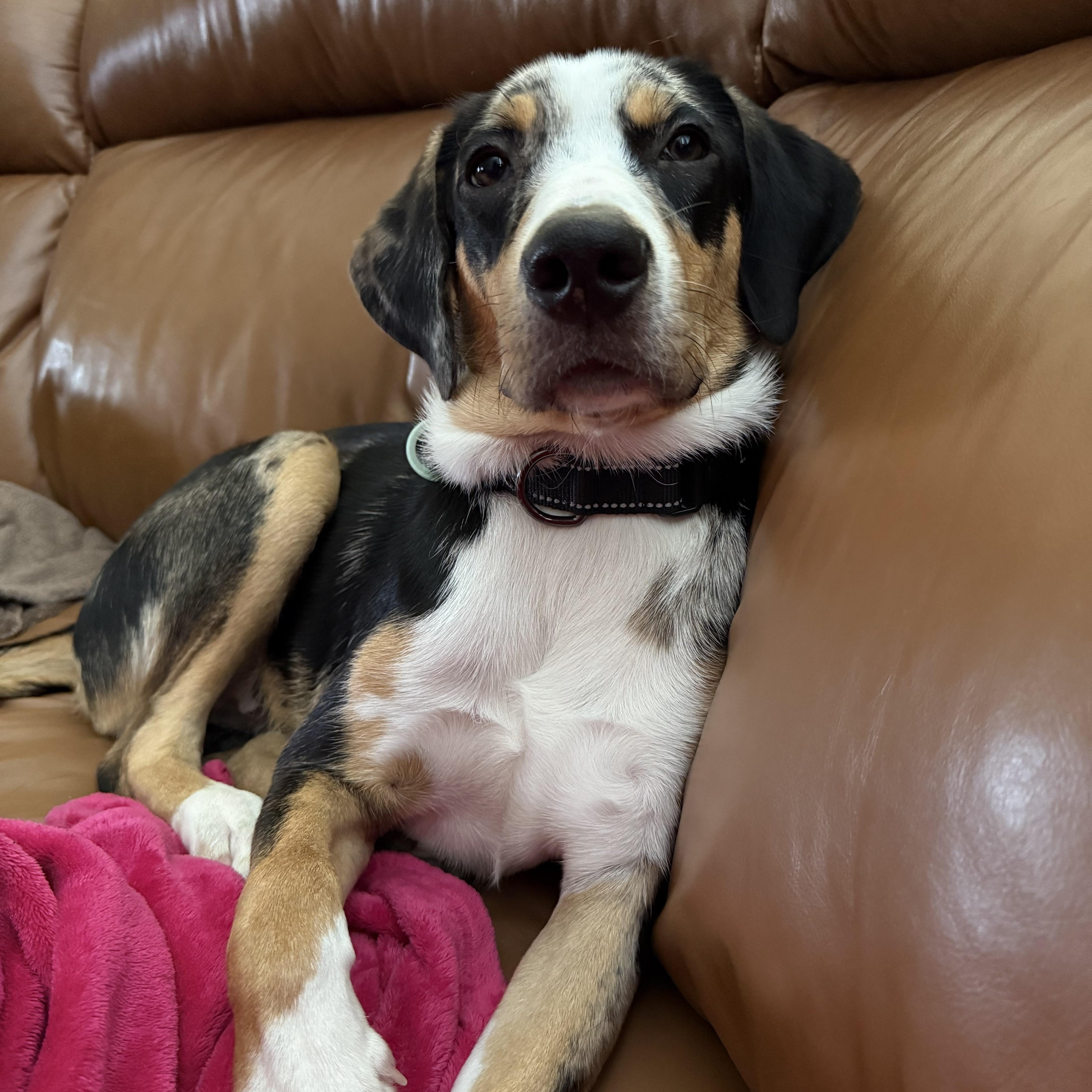 PATCH (Gentle with kids, Never meets a stranger, Loves Belly Rubs, Sweet, Loving) — thumbnail 4