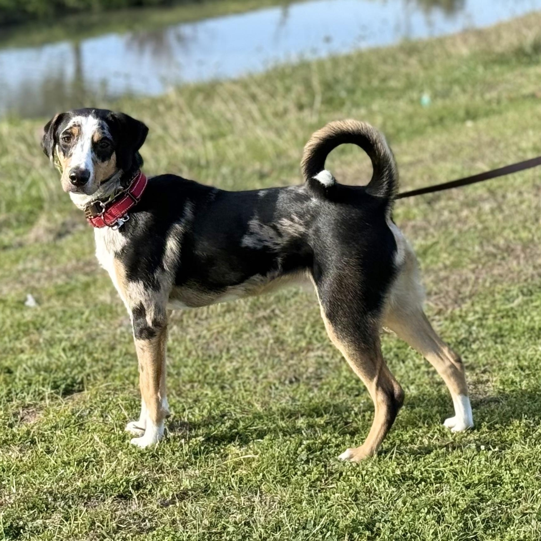 PATCH (Gentle with kids, Never meets a stranger, Loves Belly Rubs, Sweet, Loving) — thumbnail 5