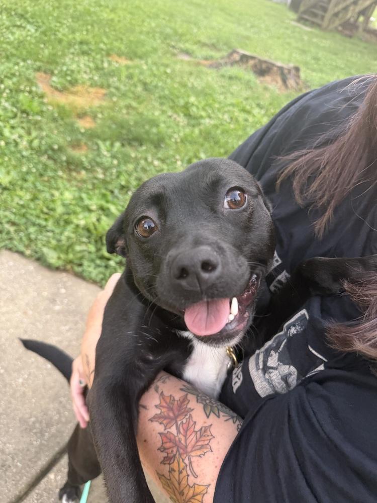 Eden, Adopted, Young Female Pit Bull Terrier & American Bully.