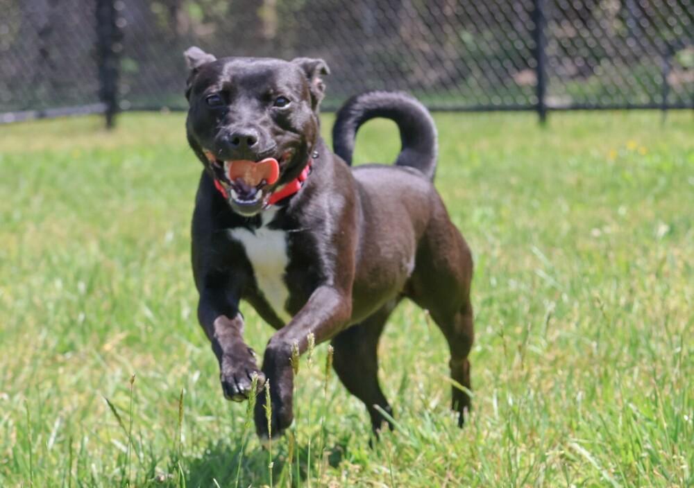 Eden, Adopted, Young Female Pit Bull Terrier & American Bully.