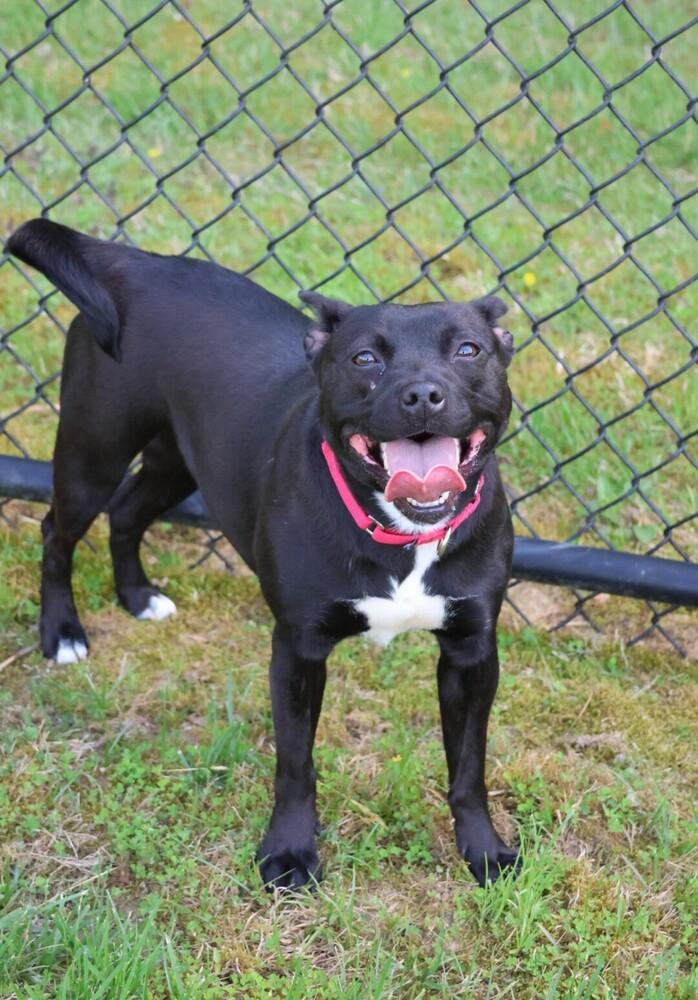Eden, a Adopted mixed breed in Washington, DC image 2/6