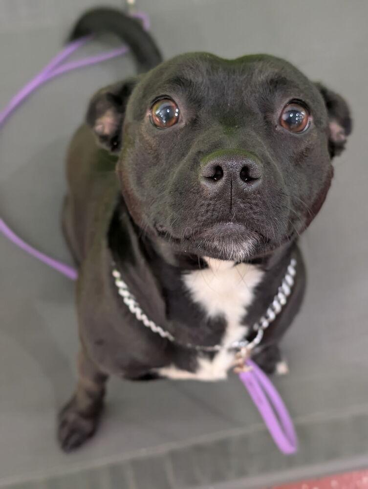 Eden, a Adopted mixed breed in Washington, DC image 3/6