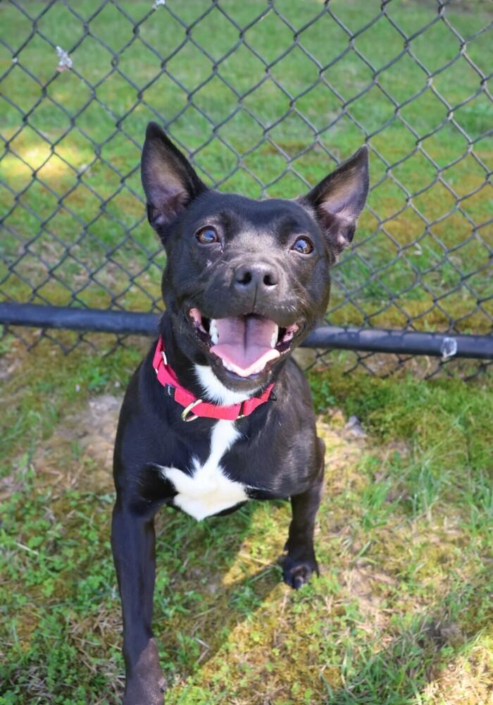 Eden, a Adopted mixed breed in Washington, DC image 3/6