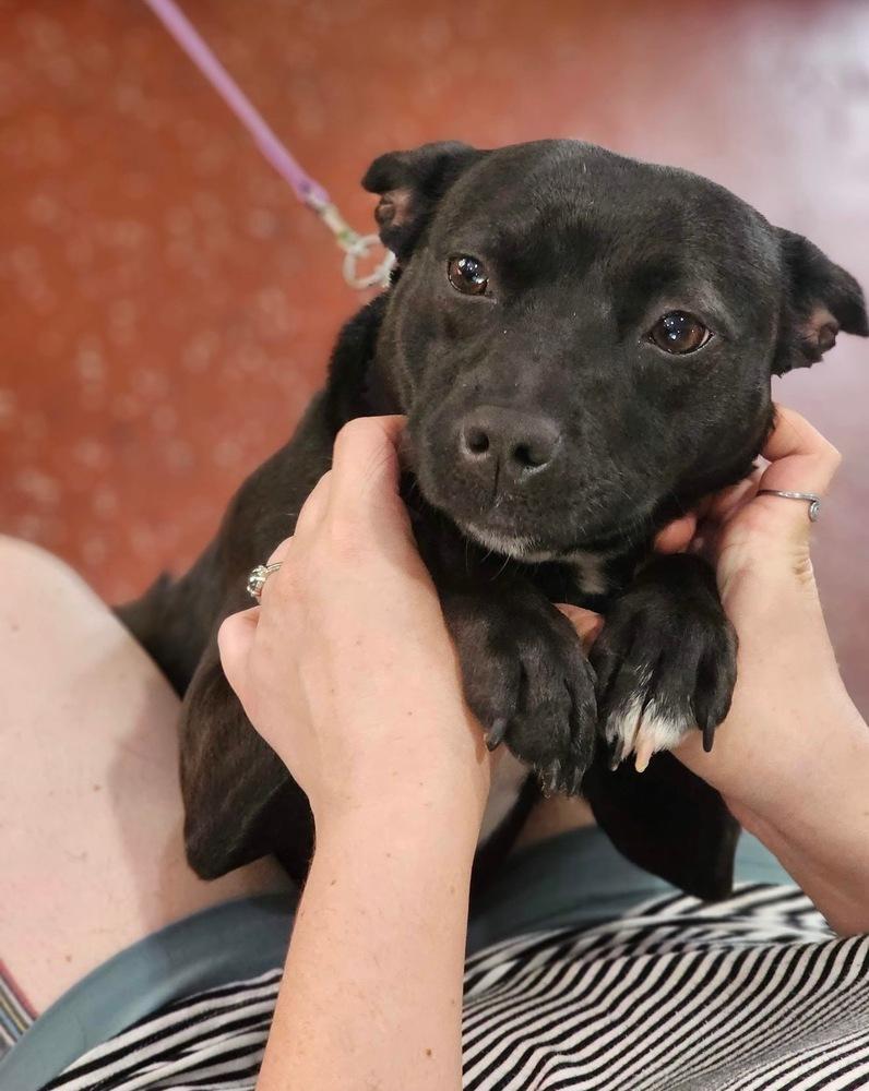 Eden, a Adopted mixed breed in Washington, DC image 5/6