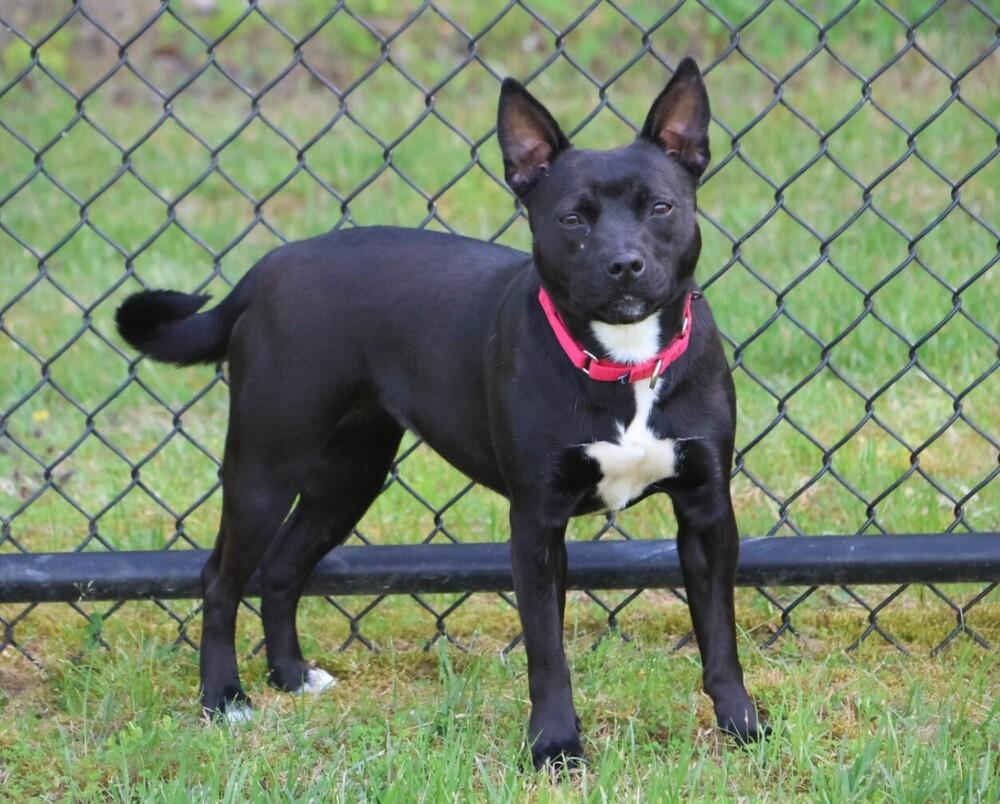 Eden, a Adopted mixed breed in Washington, DC image 4/6